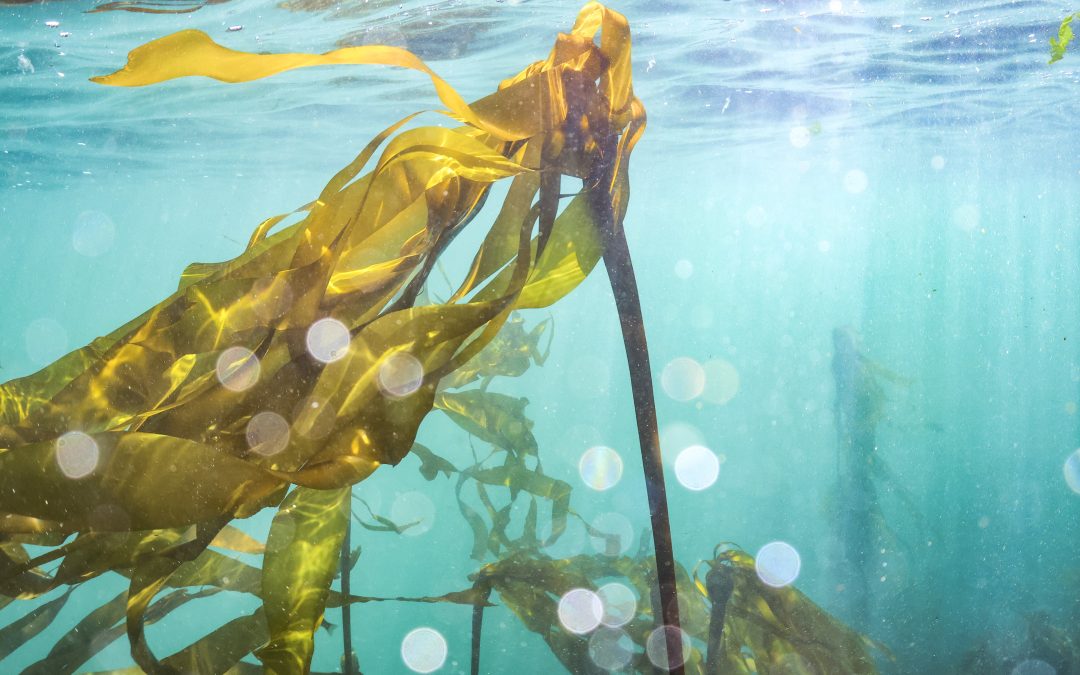 What’s behind the surge in snorkelling?