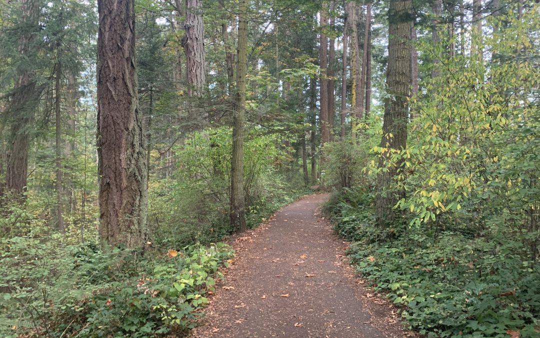 A guide to beautiful autumnal walks around campus