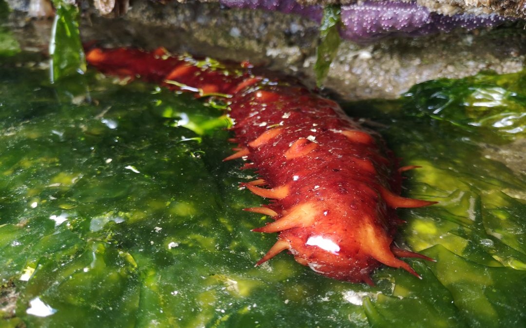 Sea cucumber crime and illegal fishing impacts global ecosystems
