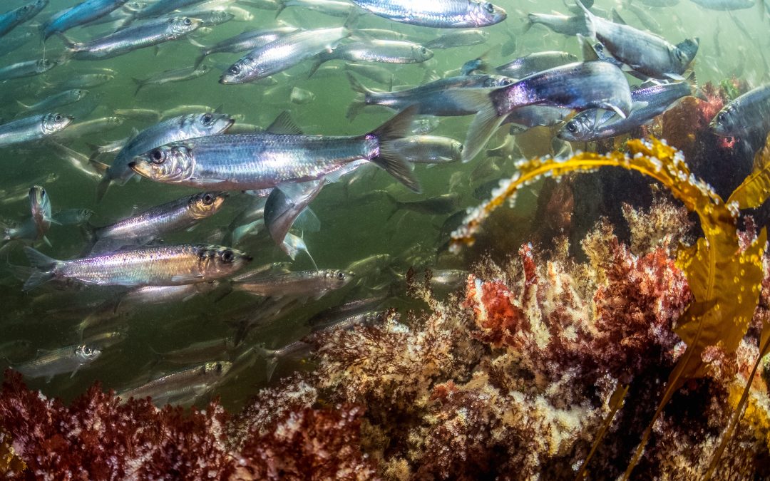 First Nations and UVic researchers convene to raise their voices about local herring fishery
