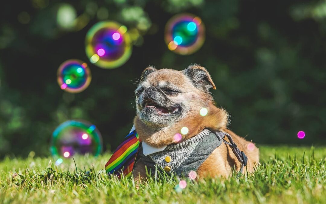 Your guide to celebrating Pride in Victoria