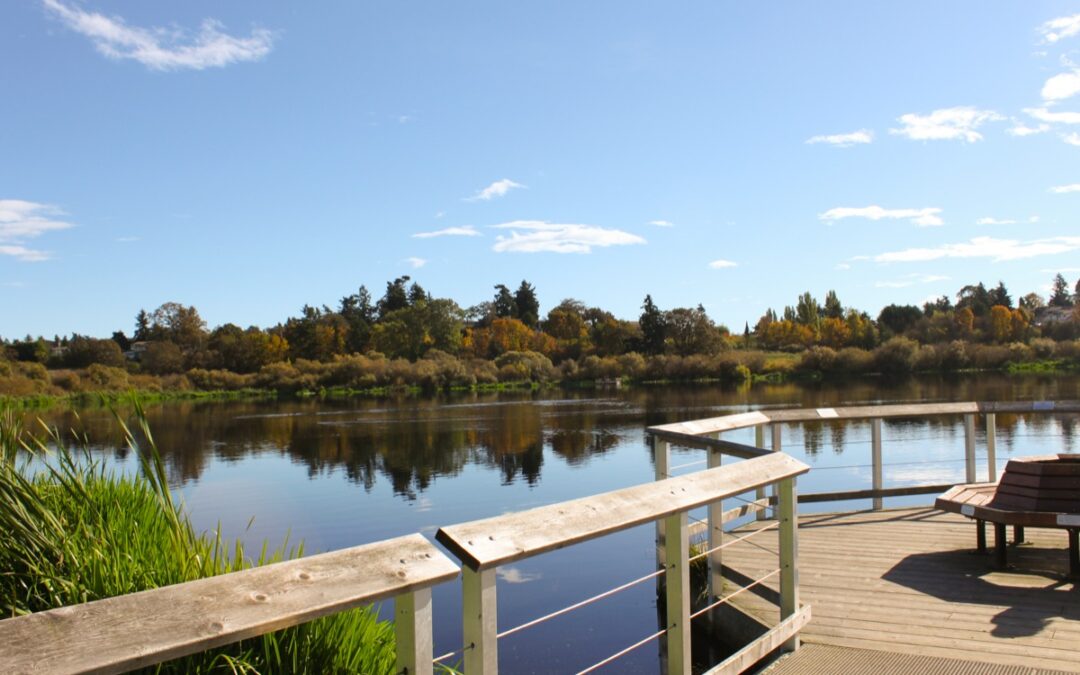 Personal Paradise: Swan Lake
