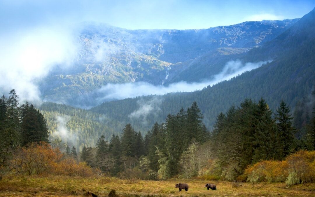 Geographical narrative of B.C. grizzlies rewritten