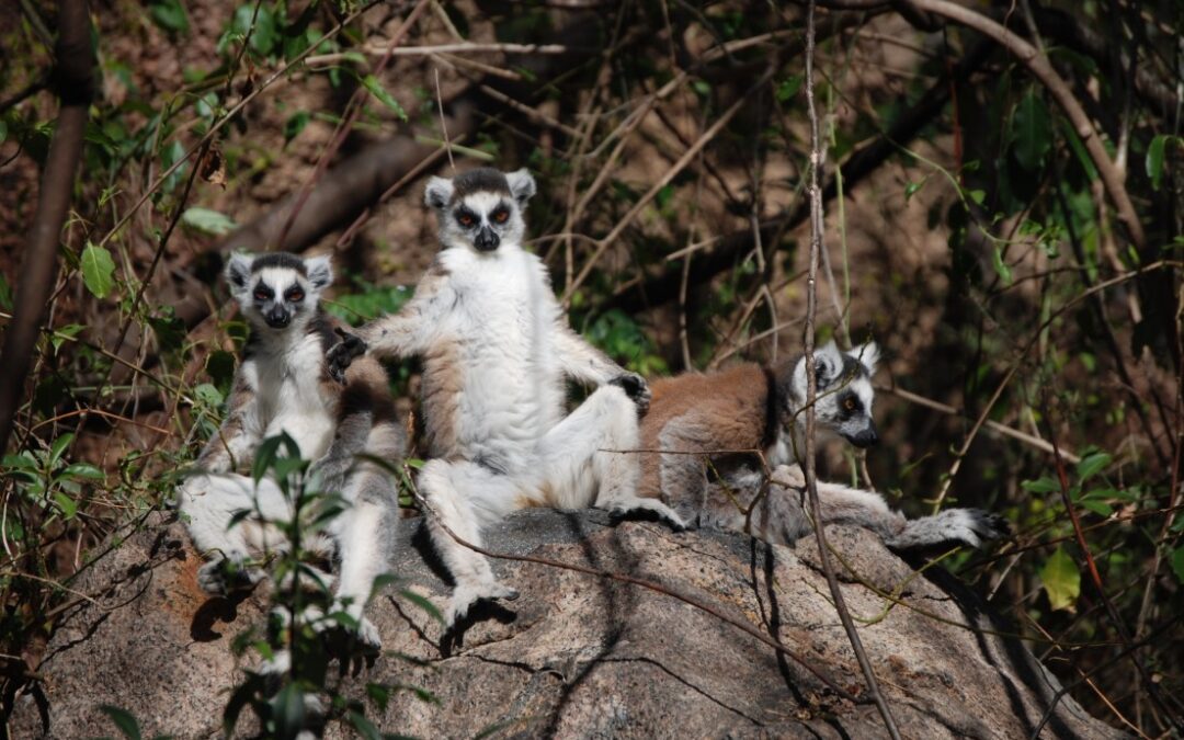 Showing the lemur love