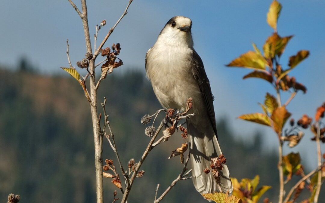 Canada’s national bird: why the whisky jack?!