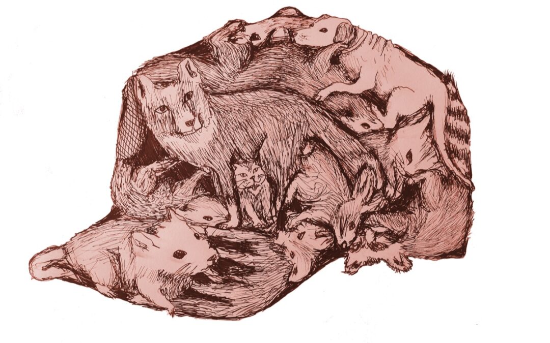 Fur is flying over RCMP hats