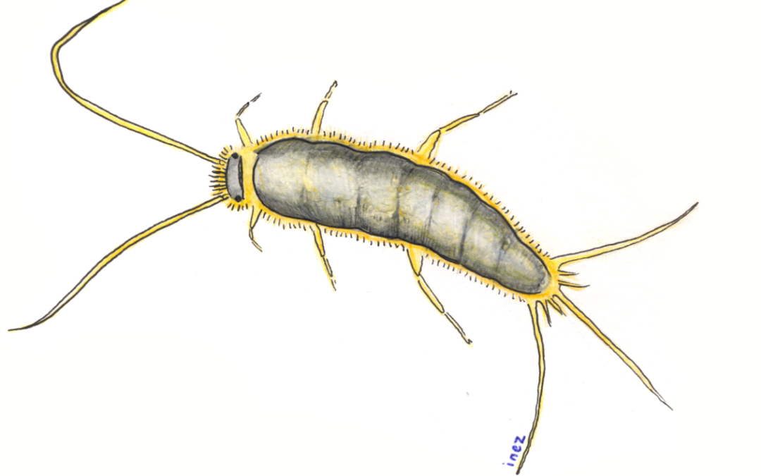How to handle silverfish this summer