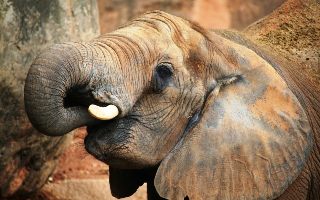 Elephants never forget; ‘When Elephants Were Young’ makes sure we don’t either